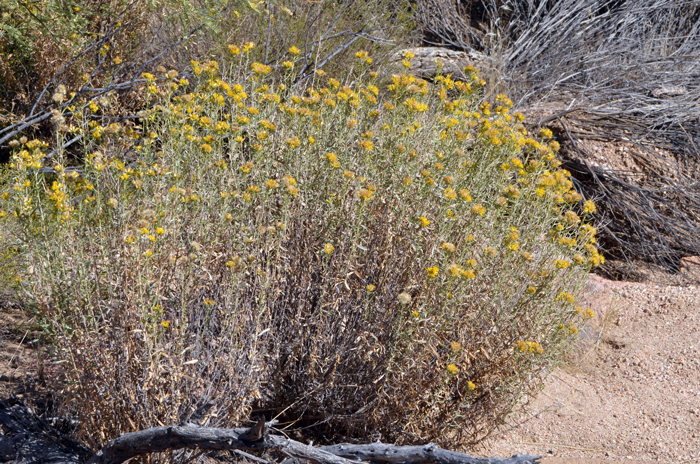 Alkali Goldenbush prefers elevations up to 4,000 feet (1,219 m) and various habitats, lower and upper deserts, Creosote Bush communities, saline or alkaline and gypsum soils, sandy, gravelly areas. Isocoma acradenia Alkali Goldenbush prefers elevations up to 4,000 feet (1,219 m) and various habitats, lower and upper deserts, Creosote Bush communities, saline or alkaline and gypsum soils, sandy, gravelly areas. Isocoma acradenia